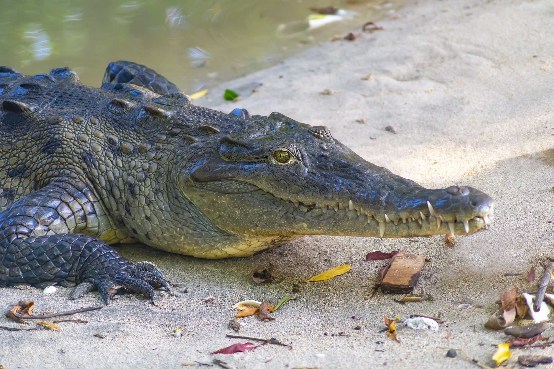 Florida crocodile dies from lead poisoning in first-of-its-kind case, officials say — WESH 2 Orlando, Abilene Community news