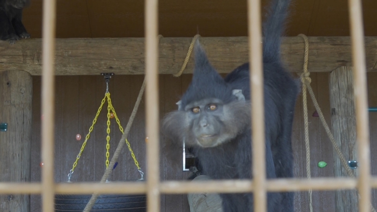 Exclusive look at Big Spring's newest community zoo — NewsWest 9 (Permian Basin), Abilene Community news