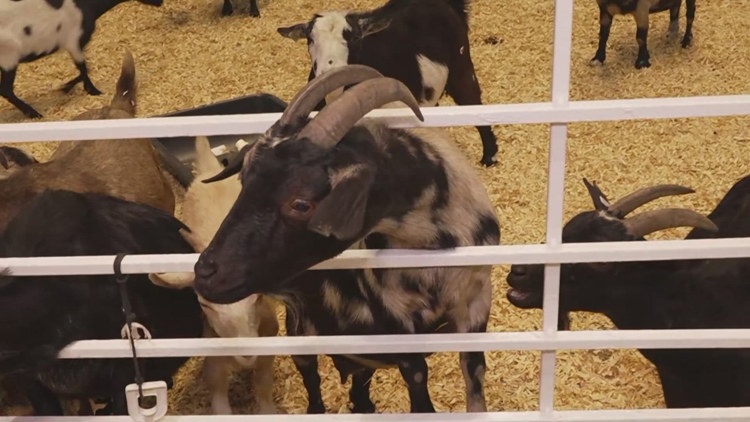 Health officials investigate E. coli cases possibly linked to State Fair of Texas petting zoo — Abilene Health news