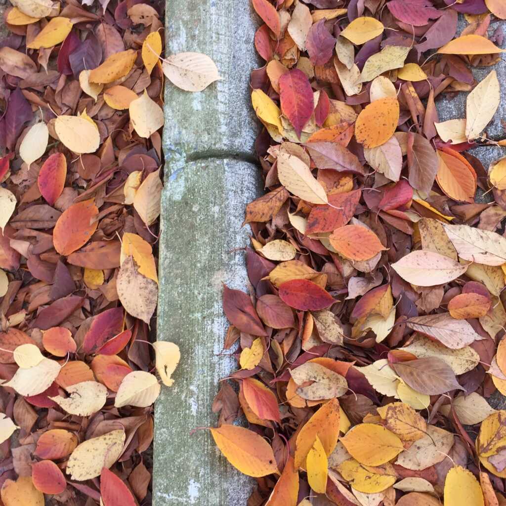 “Leaf collection season begins November 2” also “…District’s composting efforts this fall by dropping off pumpkins, gourds, and other acceptable food scraps at designated food waste collection locations” — PoPville DC, Abilene Technology news